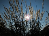 30 Il sole fra le spighe